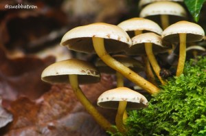 A Cluster of Mushrooms