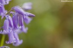 Bluebells in Coombe, Moretonhampstead