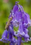 Bluebells in Coombe, Moretonhampstead
