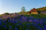 Bluebell Fields