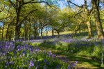 Bluebell Fields