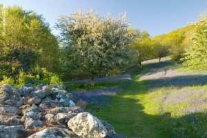 Bluebell Fields
