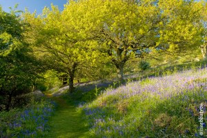 Bluebell Fields