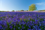 Bluebell Fields