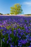Bluebell Fields