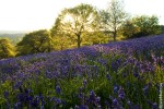Bluebell Fields