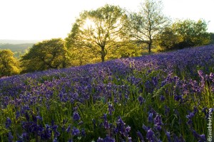 Bluebell Fields