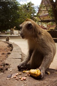 Monkey Temple
