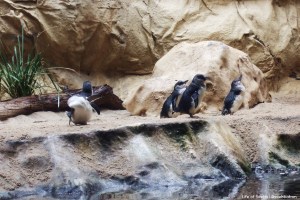 Penguins at Sydney Aquarium