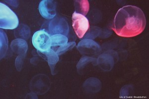 Jellyfish at Sydney Aquarium