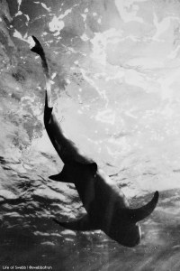 A shark at Sydney Aquarium