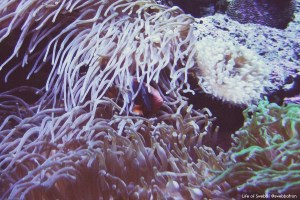 A fish at Sydney Aquarium