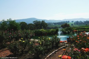 Hanging Tree wines in the Hunter Valley