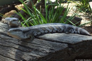 Lizards in Hunter Valley Zoo.
