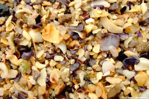 Shells on Shelly Beach