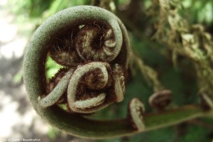Manly to Spit Bridge Hike