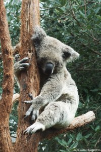 Sydney Wildlife World