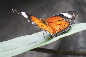 Sydney Wildlife World