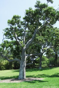 Sydney Botanical Gardens
