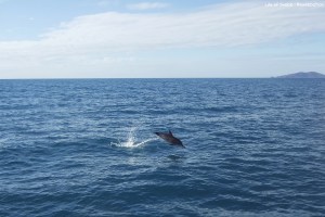 Dolphin