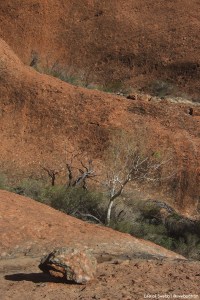 Kata Tjuta