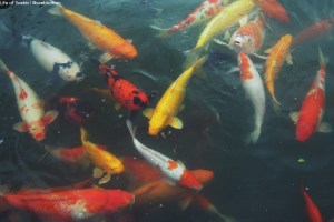 Singapore Botanic Gardens