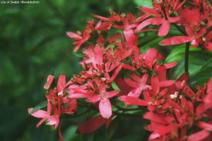 Singapore Botanic Gardens
