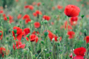 Poppies at Crantock