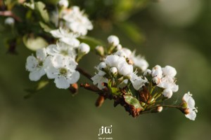 Blossom on the approach to The Turf Locks Hotel
