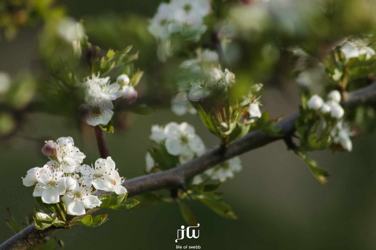 Blossom on the approach to The Turf Locks Hotel