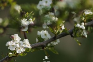 Blossom on the approach to The Turf Locks Hotel