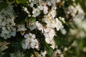 Blossom on the approach to The Turf Locks Hotel