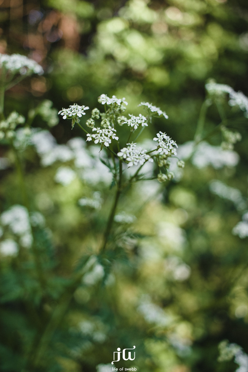 Orcombe Point, Exmouth