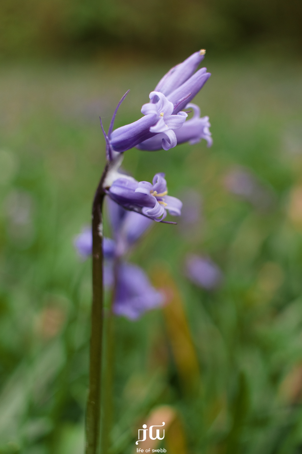 Steps Bridge, Dartmoor